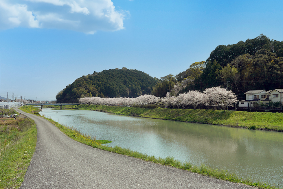 カトレア作業風景01
